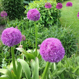 5 Large Purple Allium Bulbs, Ornamental Onion Flower Bulbs, Spring Blooming Garden Flowers for Outdoor Landscaping Planting