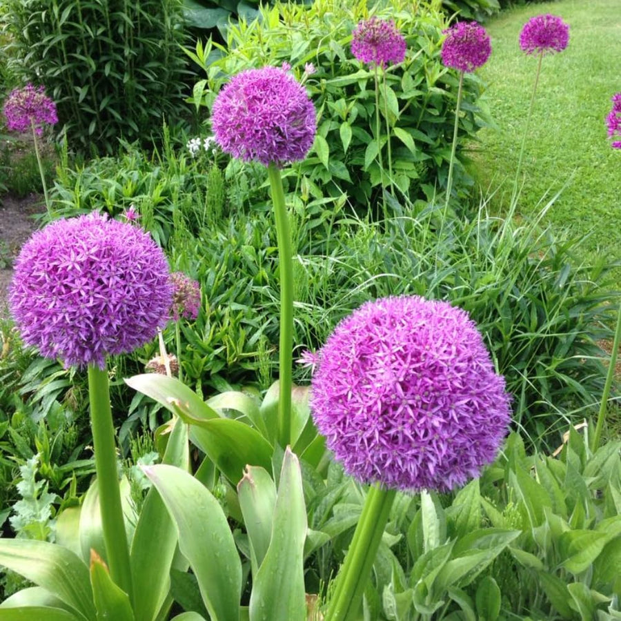 5 Large Purple Allium Bulbs, Ornamental Onion Flower Bulbs, Spring Blooming Garden Flowers for Outdoor Landscaping Planting