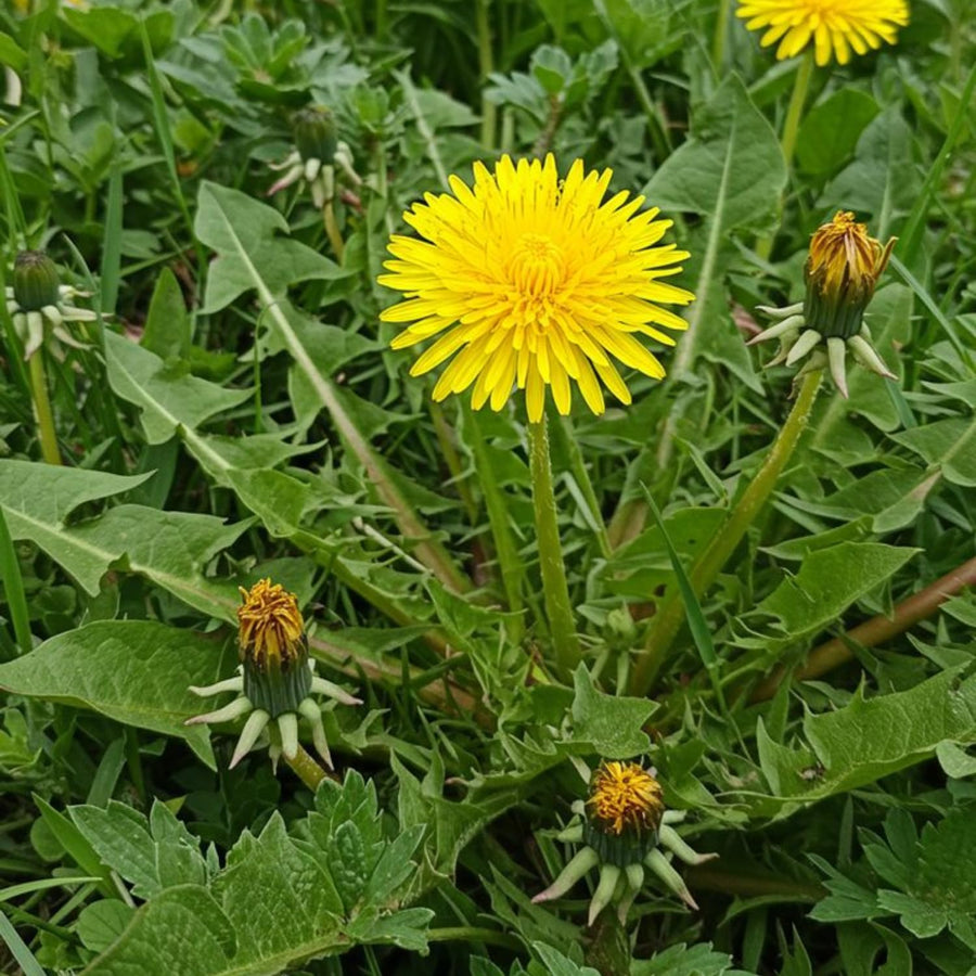 Dandelion Plant in 4'' Pot, 4-6 Inch Tall Yellow Dandelion Herb Plant, Easy to Grow Perennial Flower Plants