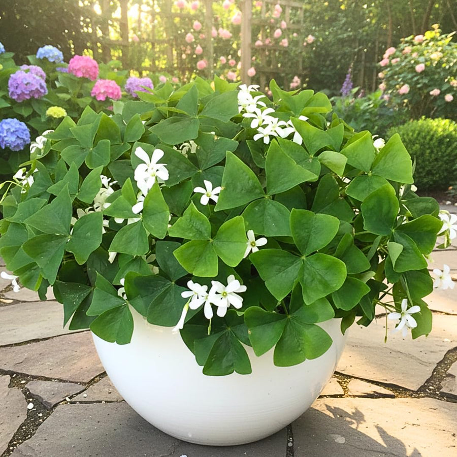 Live Green Oxalis Shamrock, Oxalis Triangularis Plant, 4 Inch Pot, Well Rooted, Ready for Planting