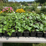 2 Green Squash Zucchini Plants in 4'' Pot, Live Squash Plants, 3-5'' Tall, Squash Zucchini Plants, 2 Plants Per Pot