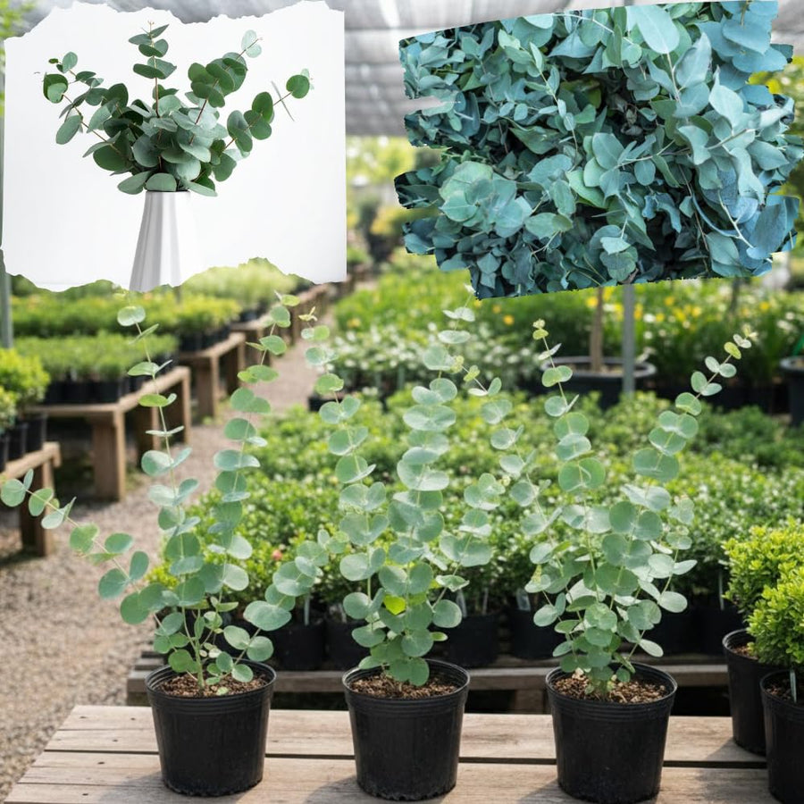 Baby Blue Eucalyptus Plant Live, Eucalyptus Live Plants, in 2.5" Pot, Well-Rooted Starter Plants for Indoor Outdoor Growing