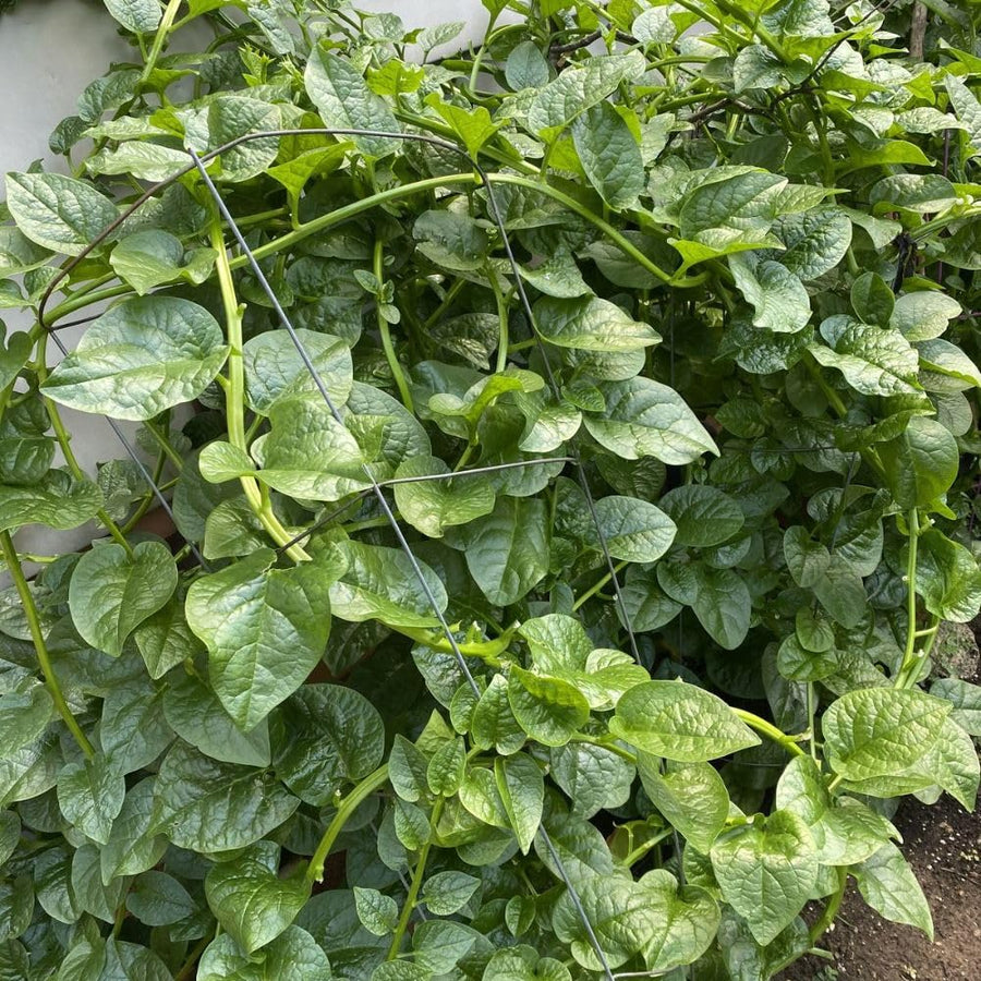 50+ Green Malabar Spinach Seeds for Planting, Mong TOI Poi Sang Ceylon Seeds, Large Leaf Vegetable Seeds for Garden