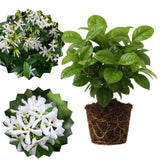 2 Jasmine Flower Plants Indoor Live, 4 to 6 Inc Long, Green Star Jasmine Live Plants, Fragrant Flower Plant Live Garden Zone 6 to 11
