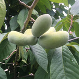 Set 4 Pawpaw Plants Live Bareroots, 6–12 Inches Tall, Live Paw Paw Fruit Tree Roots, No Leaves