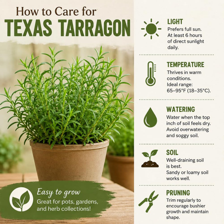2 Texas Tarragon Live Plants, Texas Tarragon Herb Plant, 4 to 6 Inches Tall, Well Rooted Herb Plants for Growing