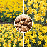 Set 30 Daffodil Bulls for Planting, Top Size Narcissus Flower Bulbs, Perennial Spring Flowers, Cold Hardy, Ideal for Gardens, Pots and Landscaping (Bright Yellow)