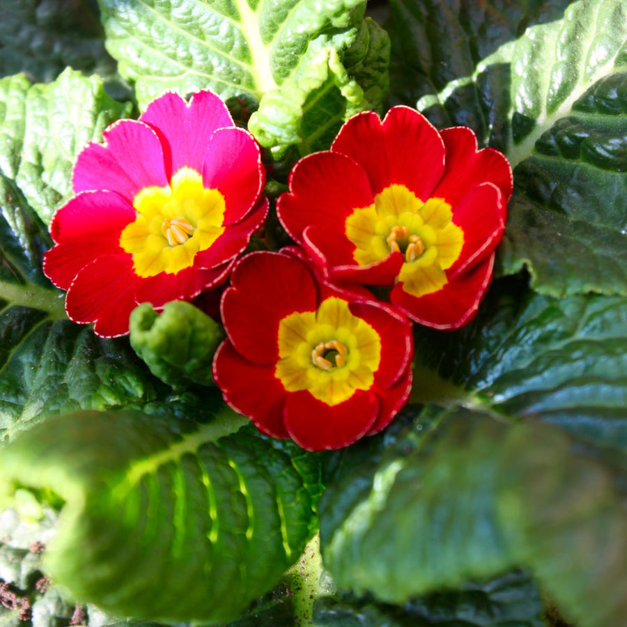 Set 2 Red Primrose Plants Live, Hardy Primrose Flower Live Plant from 5'' Long