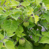 Cape Gooseberry Plant in 4 Inch Pot, 6-9 Inch Tall Ground Cherry Plant, Fruit Seedling for Garden - Sweet Tropical Berry Plants