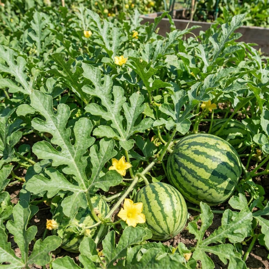 Pack of 50 Sugar Watermelon Seeds, Red Watermelon Live Plant, Sweet Fruit, Melon Seed for Outdoor Garden and Home Growing