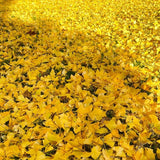 Set of 2 Ginkgo Trees Live Plants, 6-12 Inches Tall, Ginkgo Plant in Quart Pot, Hardy Landscape Trees with Golden Fall Leaves