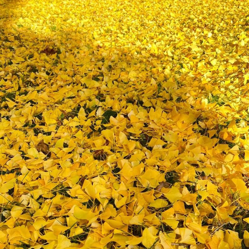 Set of 2 Ginkgo Trees Live Plants, 6-12 Inches Tall, Ginkgo Plant in Quart Pot, Hardy Landscape Trees with Golden Fall Leaves
