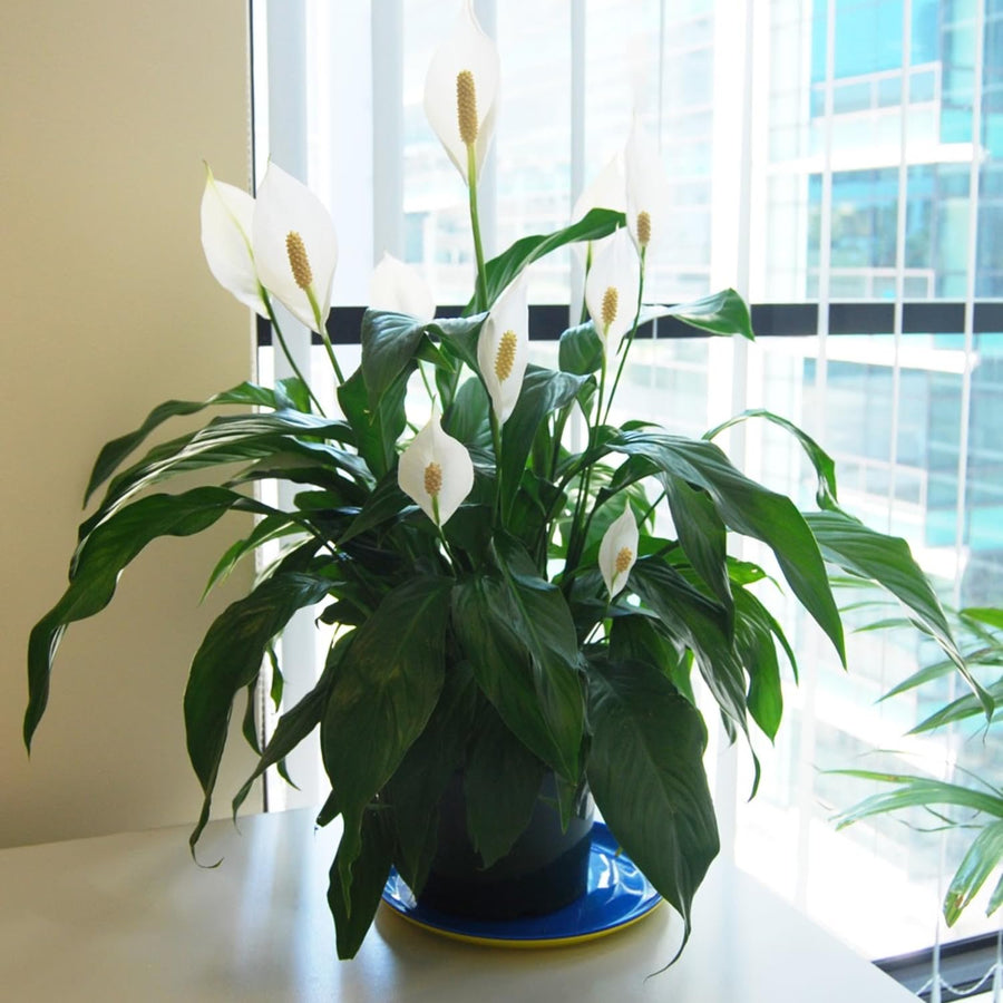 Peace Lily Plant Live, 4-6'' Tall, White Flower Indoor Houseplant, Outdoor for Growing, No Pot