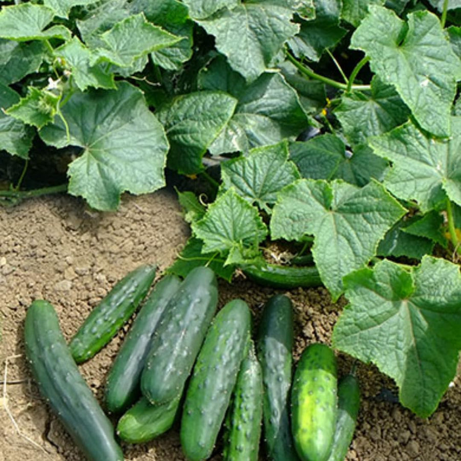 Cucumber Plants Live in 4'' Pot, Vegetable Plants, Cucumber Live Plants for Outdoor Planting, Live Green Cucumbers Plants
