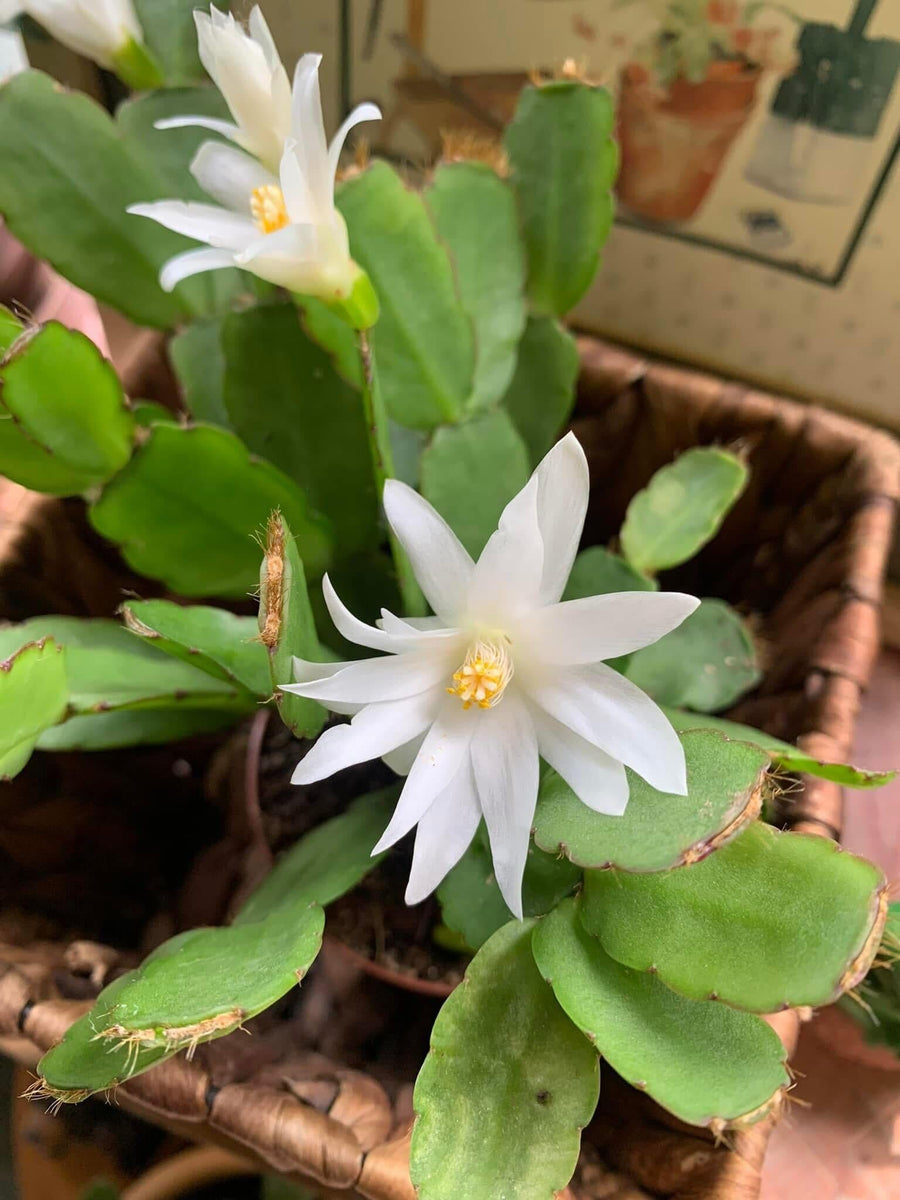 Easter Cactus Plants Live, Easter Cactus - 4 to 6 Inch Tall Houseplant Succulent Cactus Flower Plants, No Pot (White Flowers)
