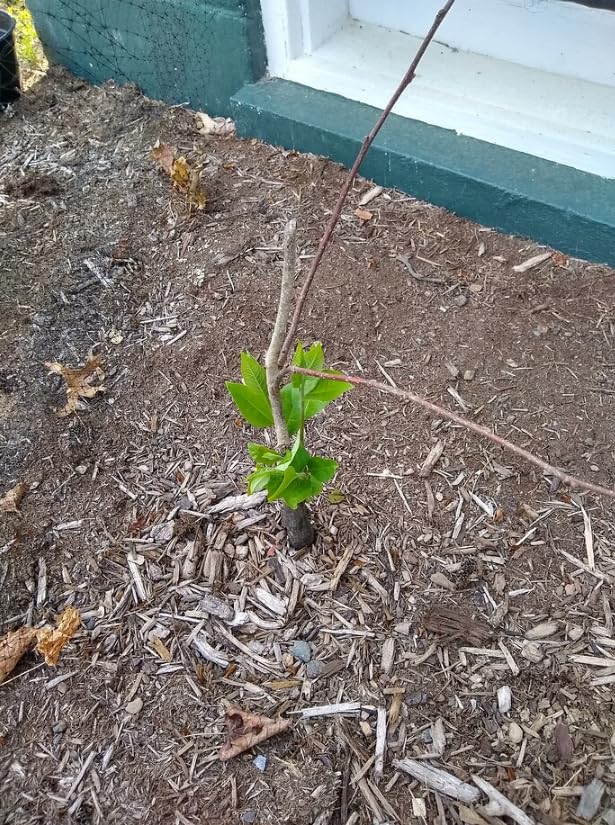 Sweet American Persimmon Trees Live Plants, 6"-15" Common Persimmon Fruit Tree Zones 4 to 9