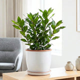 Bay Leaf Tree Live Plant, Sweet Bay Tree Laurel Trees, Laurus Nobilis, Well Rooted Plant Live, 4 to 8 Inc Tall