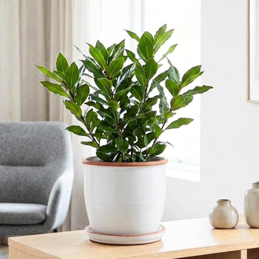 Bay Leaf Tree Live Plant, Sweet Bay Tree Laurel Trees, Laurus Nobilis, Well Rooted Plant Live, 4 to 8 Inc Tall