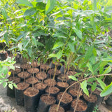 Jamun Plum Bush Live Plant, 2.5 Feet Tall in 1 Gallon Pot, Black Plum Plants for Outdoor Planting, Sweet Jambul Trees, High Yielding, Ready to Fruit