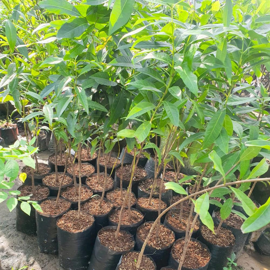 Jamun Plum Bush Live Plant, 2.5 Feet Tall in 1 Gallon Pot, Black Plum Plants for Outdoor Planting, Sweet Jambul Trees, High Yielding, Ready to Fruit