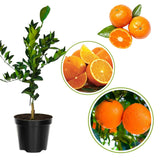 Seedless Navel Orange Tree Live Plant, 3 Years Old Sweet Orange Fruit, 3-4 Feet Tall, Ready to Harvest