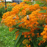 75 Orange Milkweed Seeds for Planting, Milkweed Flower Seed