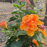 2 Hardy Hibiscus Plants Live, Hibiscus Flowers Plants Tree, 3 to 5Inc Long (Double Orange)