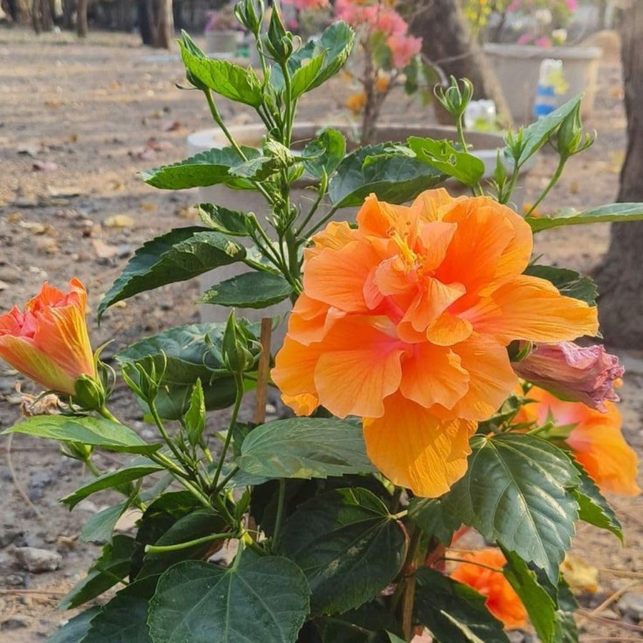2 Hardy Hibiscus Plants Live, Hibiscus Flowers Plants Tree, 3 to 5Inc Long (Double Orange)