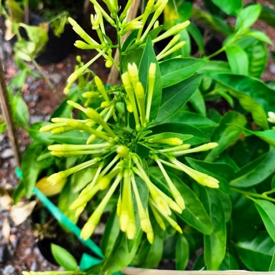 Night Blooming Jasmine Plant Live, Night Jasmine Live Plants Climbing Vine No Pot Indoor Outdoor Fragrant Flower Garden Planting