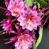 Orchid Cactus Plants in 3.5'' Pot, Epiphyllum Orchid Cactus Well Rooted 4-6'' Tall, Easy-Care Tropical Houseplant (Pink Bloom)