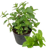 TANKDA Sets 2 Live Mint Plants Herb in 3.5" Pot, Fresh Spearmint for Indoor Outdoor Growing, Spring Planting, 5-9" in Tall