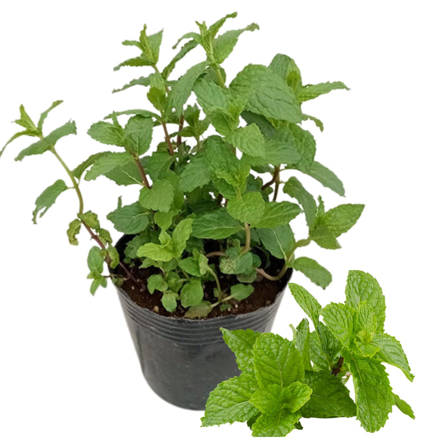 TANKDA Sets 2 Live Mint Plants Herb in 3.5" Pot, Fresh Spearmint for Indoor Outdoor Growing, Spring Planting, 5-9" in Tall