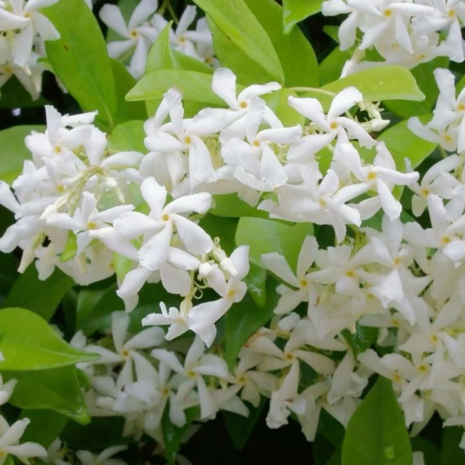 Jasmine Plant, Live Fragrant Jasmine Flower Plants 4'' Pot, Jasmines Well Rooted for Indoor Outdoor Garden (Star Jasmine Flower)
