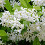 Jasmine Plant, Live Fragrant Jasmine Flower Plants 4'' Pot, Jasmines Well Rooted for Indoor Outdoor Garden (Star Jasmine Flower)