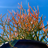 Small Euphorbia Pencil Cutting Live, Cactus Succulent Cutting Plant Live, Indoor Outdoor Landscape