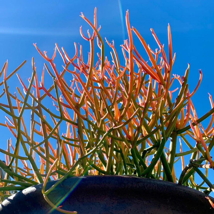 Small Euphorbia Pencil Cutting Live, Cactus Succulent Cutting Plant Live, Indoor Outdoor Landscape