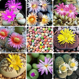 Mix Lithops Succulents Plants Live Bulks, Pack 20 Corlorful Living Stones Lithops Live Plants Large Size, Beautiful Lithops Living Stones Succulents Cactus