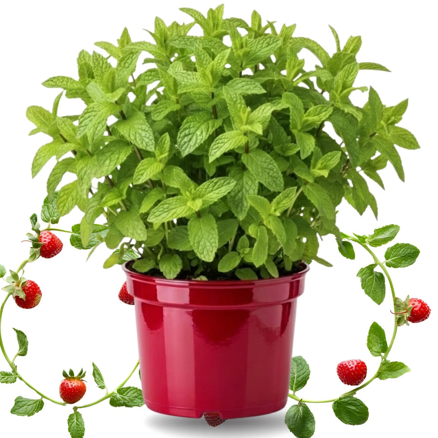 Fresh Strawberry Mint Live Plant No Pot, Mint Herb Live Plant for Indoor Outdoor Growing, Spring Planting