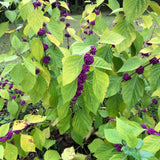 American Beautyberry Live Plant, Beauty Berry Shrub for Outdoor Garden, 12+ Inches Tall, 2-3 Year Old, Vibrant Purple Berry Bush, No Pot