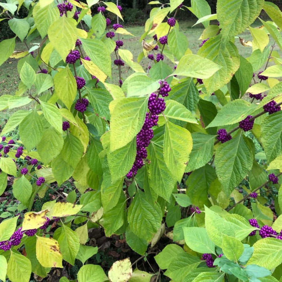 American Beautyberry Live Plant, Beauty Berry Shrub for Outdoor Garden, 12+ Inches Tall, 2-3 Year Old, Vibrant Purple Berry Bush, No Pot
