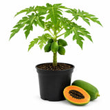 Dwarf Papaya Tree Live Plant 8-12 Inches, Sweet Papaya Plant Starter in Half Gal Pot, Ready to Grow, Outdoor Garden Planting