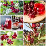 Set 50 Roselle Seeds, Roselle Hibiscus Seeds, Red Hibiscus for Outdoor Gardening