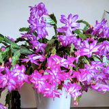 Set 2 Christmas Cactus Plants Live, Hanging Baskets Houseplants, Holiday Cactus Indoor Plants Live Well-Rooted 4-9" Tall, No Pot (Multicolor)