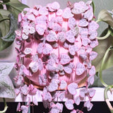 Variegated String of Hearts Live Plant in 4" Pot, Easy Indoor Hanging Succulent, Trailing Houseplant Indoor Outdoor, Easy to Root