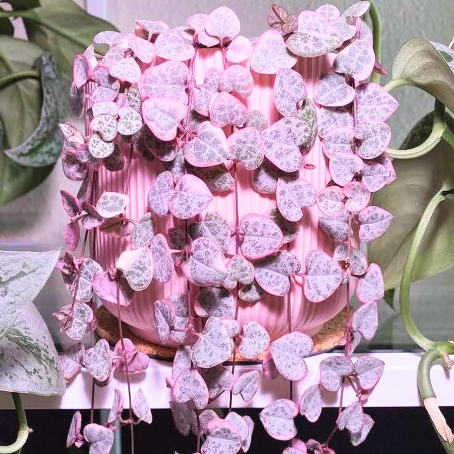 Variegated String of Hearts Live Plant in 4" Pot, Easy Indoor Hanging Succulent, Trailing Houseplant Indoor Outdoor, Easy to Root