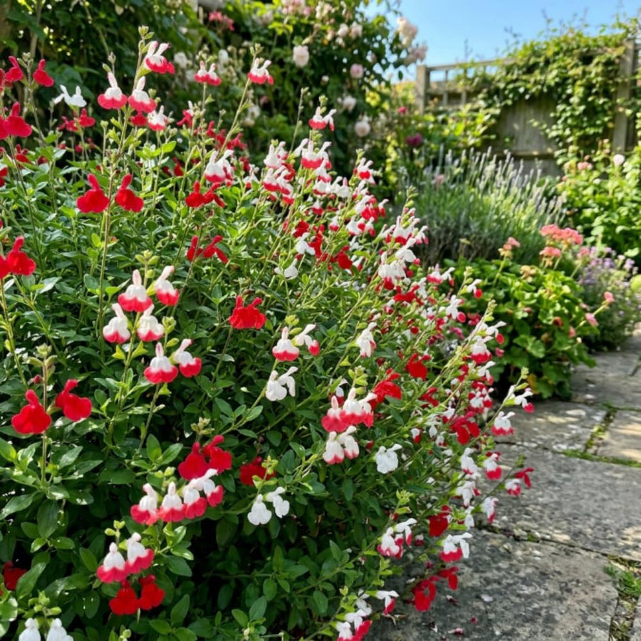 2 Salvia Plants, Hot Lips Salvia Live Plants, 4-6 Inches Tall, 4 Inches Pot, Long Blooming Red White Flowers for Indoor Outdoor Growing