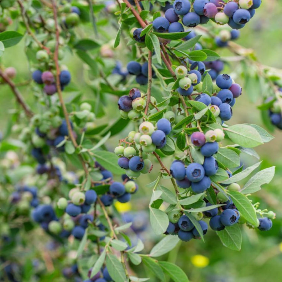 Blueberry Bushes Live Plant, Sweet Blueberry Fruit Tree 2-2.5 Ft Tall, Edible Fruit Bearing Tree for Container and Garden Growing