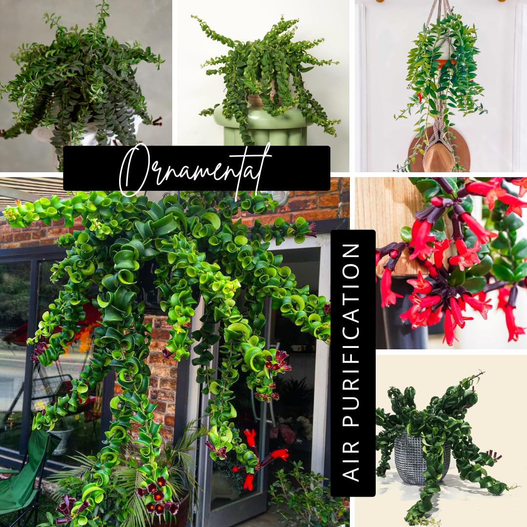 Aeschynanthus Curly Lipstick Plant Live, Starter Vine for Hanging Baskets Twisting Leaf Houseplant in 3-Inch Pot for Indoor Year-Round Planting