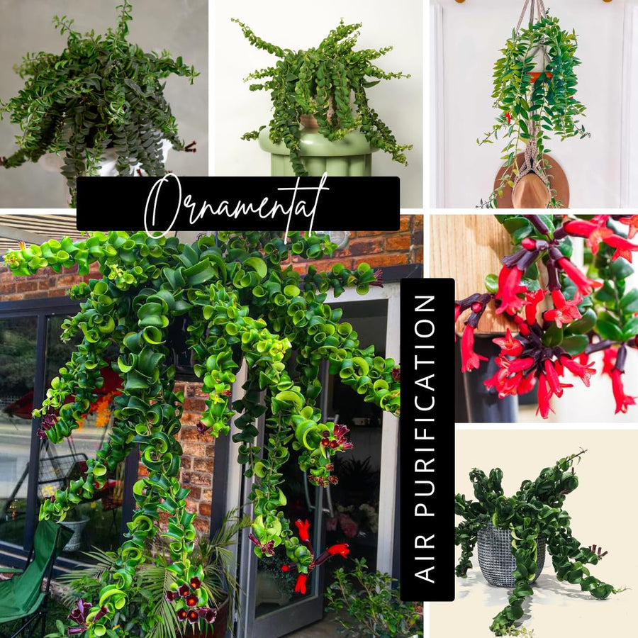 Aeschynanthus Curly Lipstick Plant Live, Starter Vine for Hanging Baskets Twisting Leaf Houseplant in 3-Inch Pot for Indoor Year-Round Planting