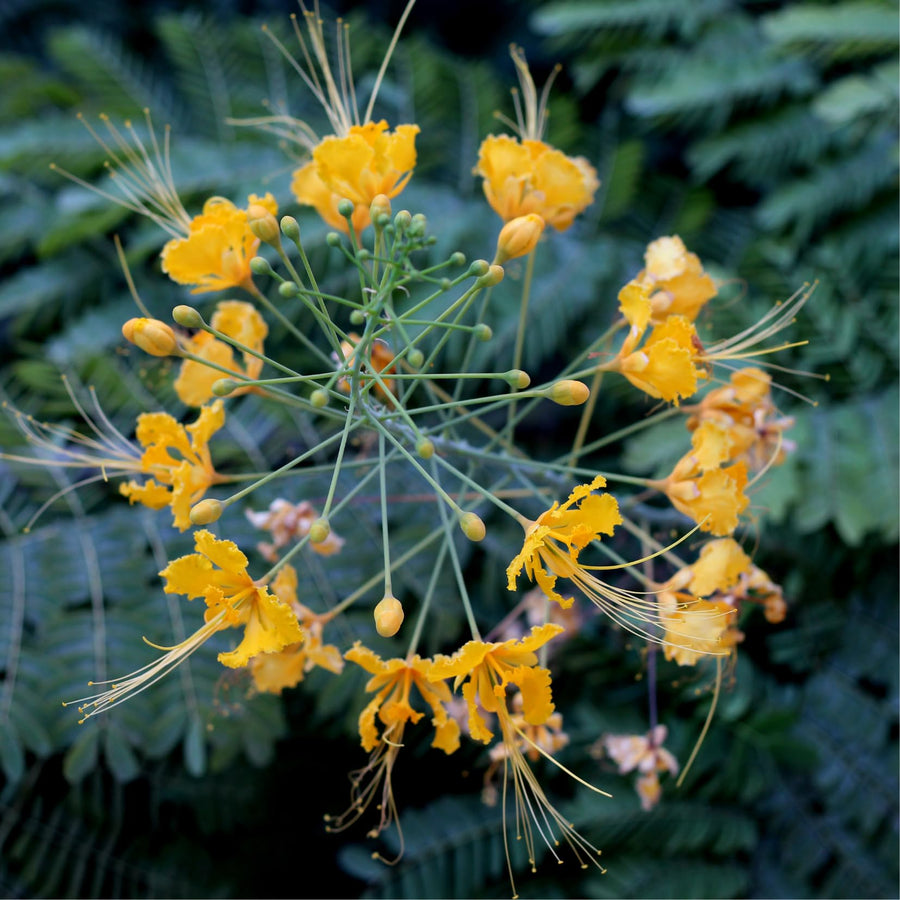 Yellow Mexican Bird of Paradise Plant Live in Pot, Well-Rooted Seedling for Outdoor Growing, Peacock Plant